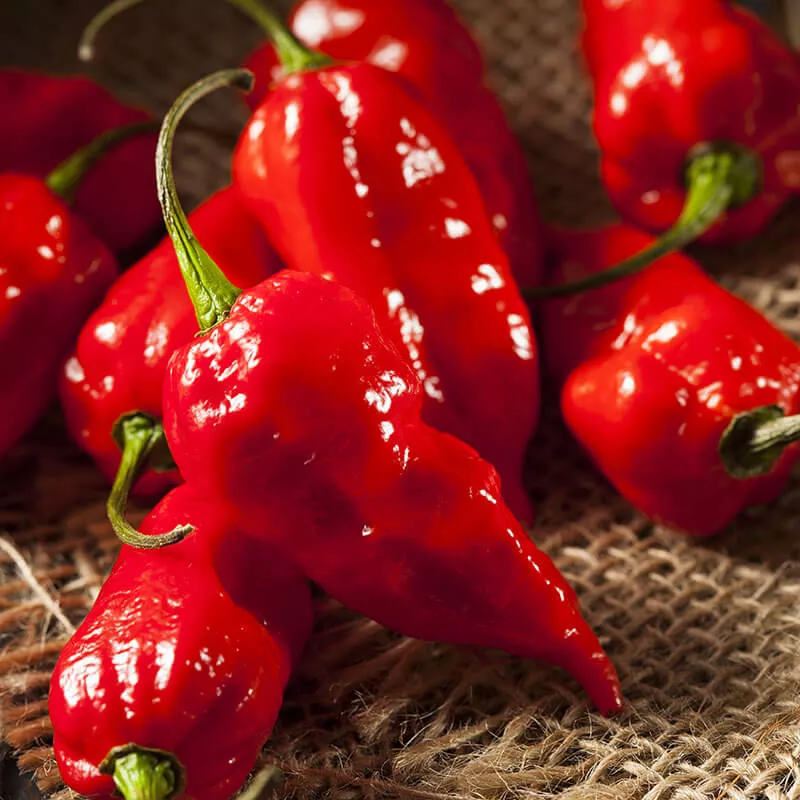 red-ghost-super-hot-pepper-2-pack Red Ghost Super Hot Pepper (2 Pack)