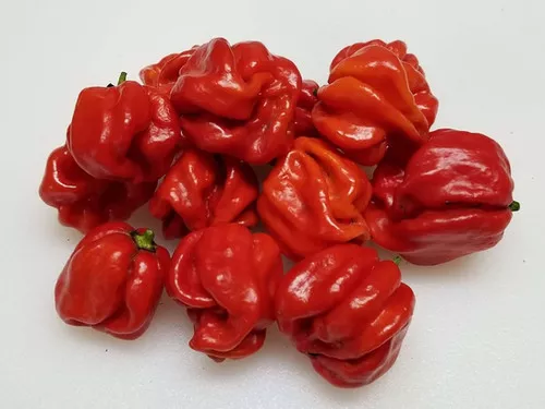 Red Habanero Pepper