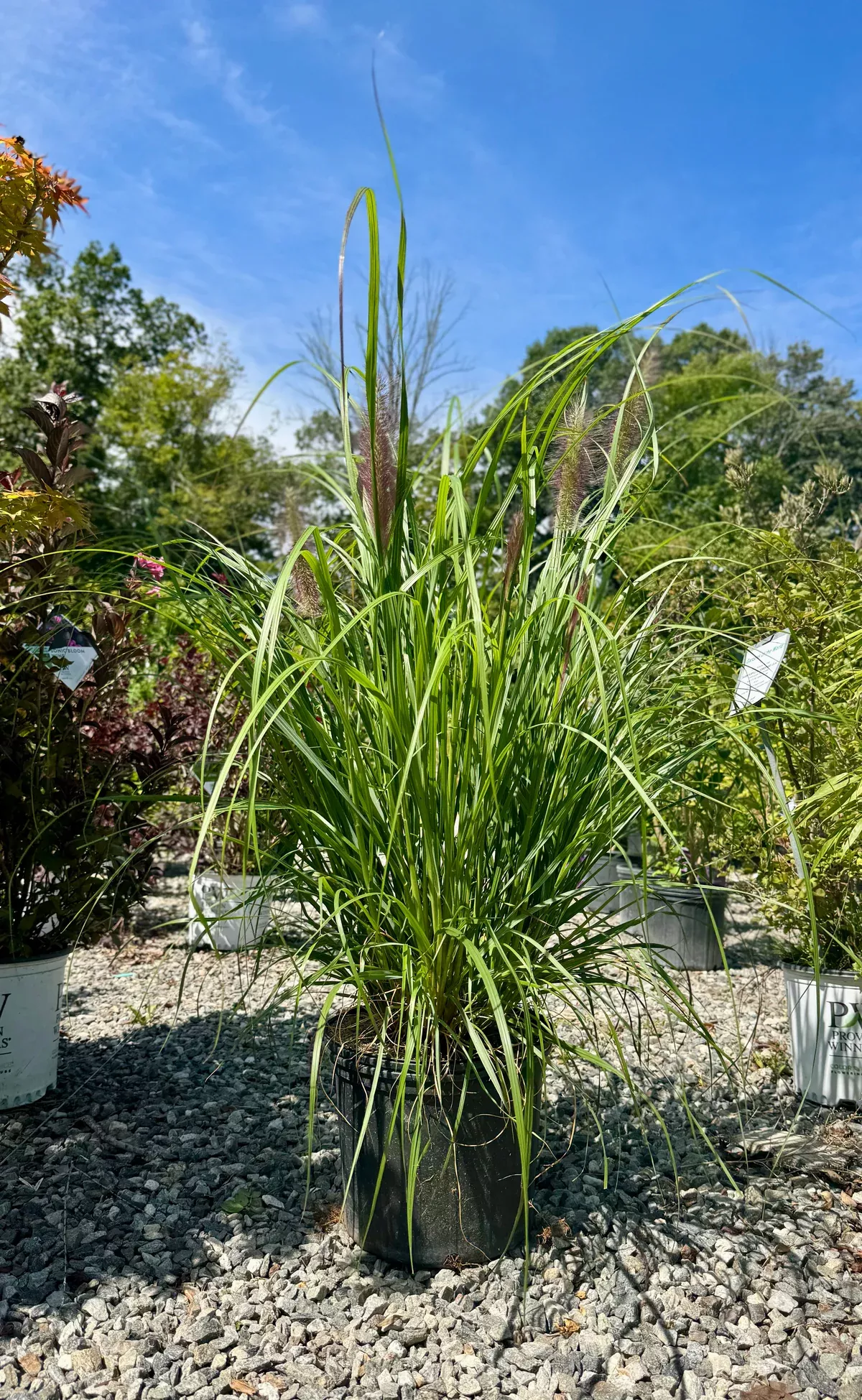 red-head-fountain-grass Red Head Fountain Grass