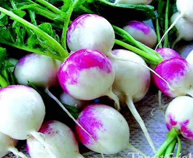 red-head-radish-seeds Red Head Radish Seeds