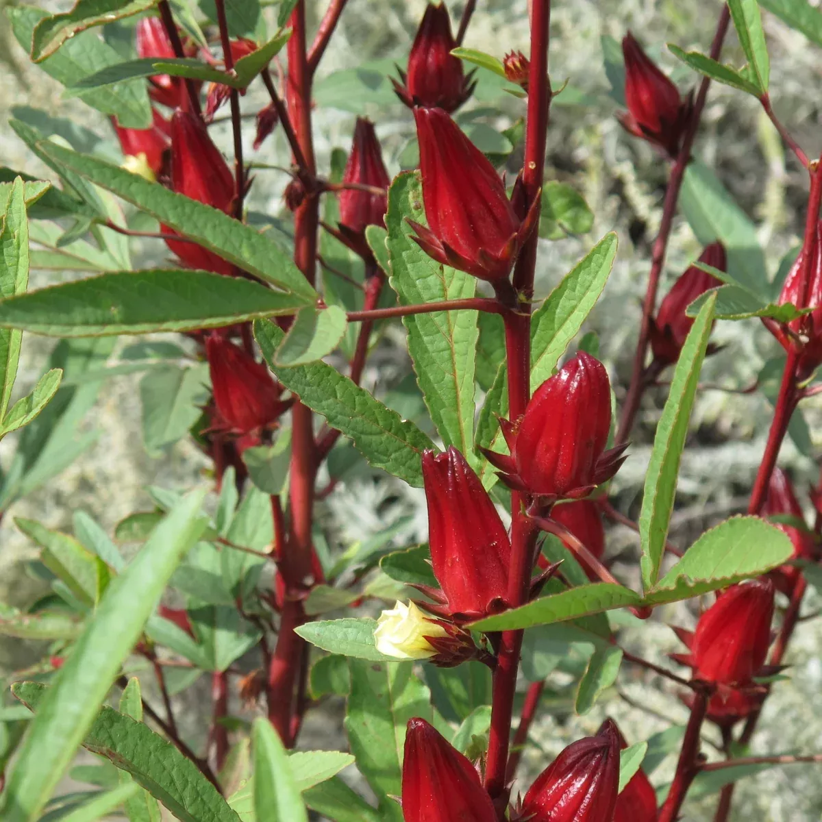 Red Hibiscus Roselle
