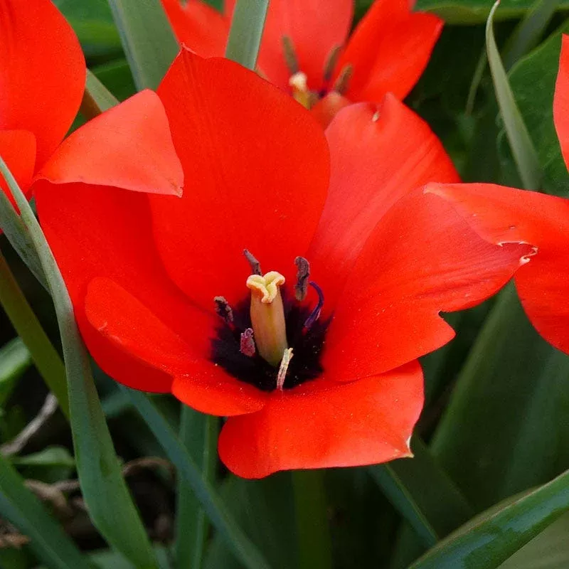 red-hunter-tulip Red Hunter Tulip
