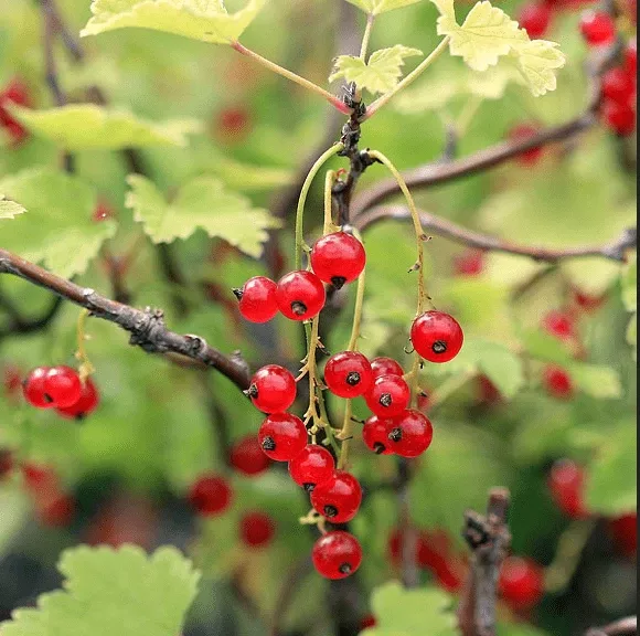 red-lake-currant Red Lake Currant