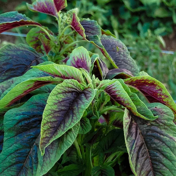 Red Leaf Amaranth