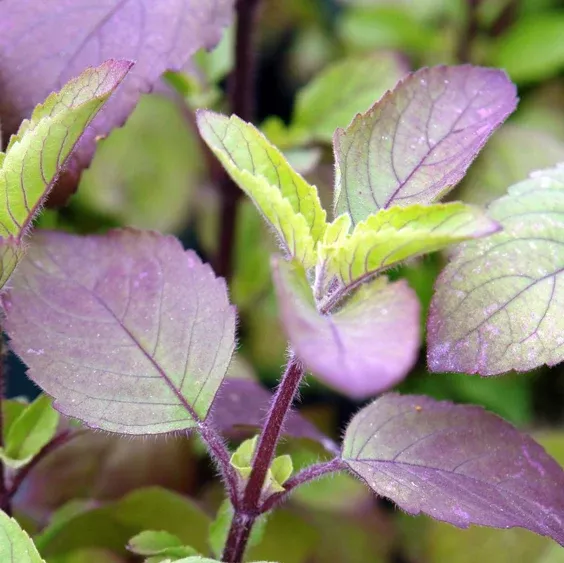 Red Leaf Holy Basil