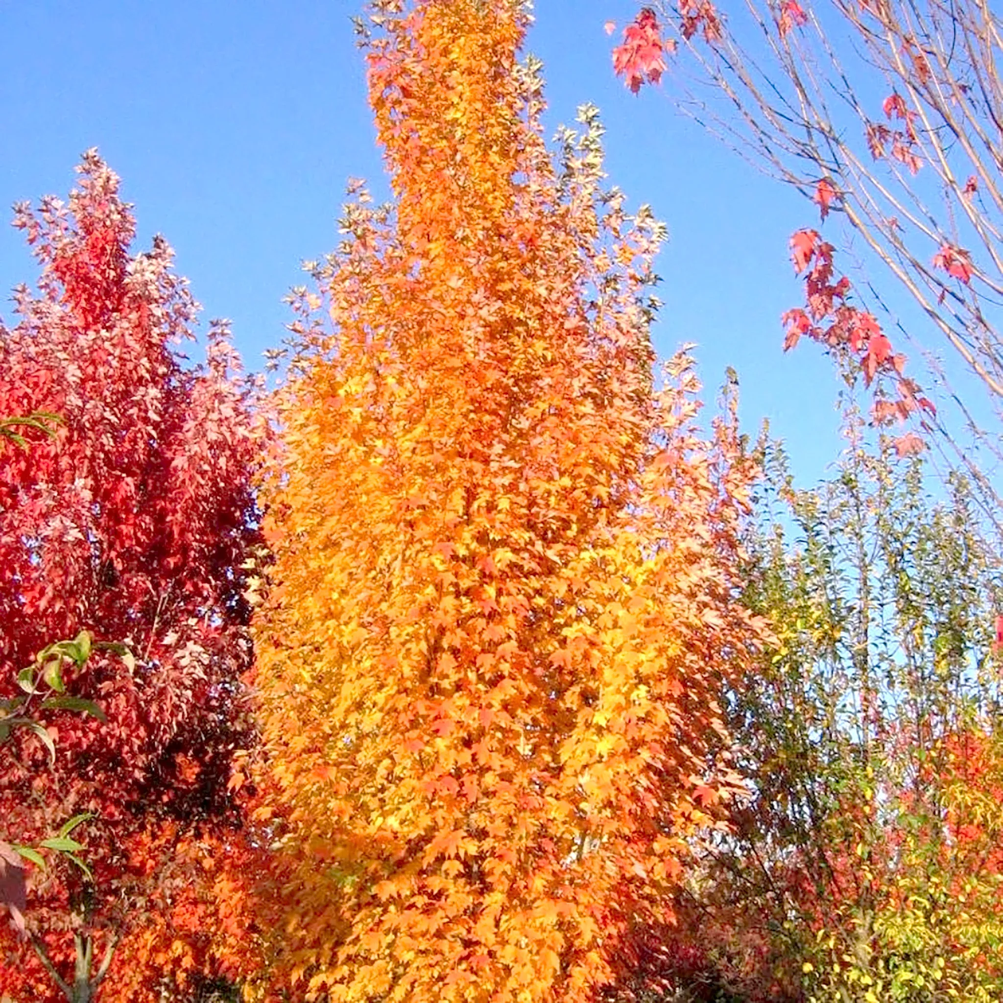 Red Maple