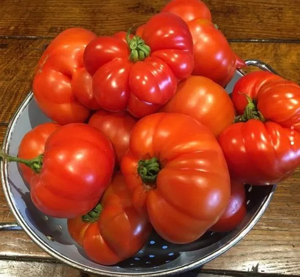 Red Marmande Tomato