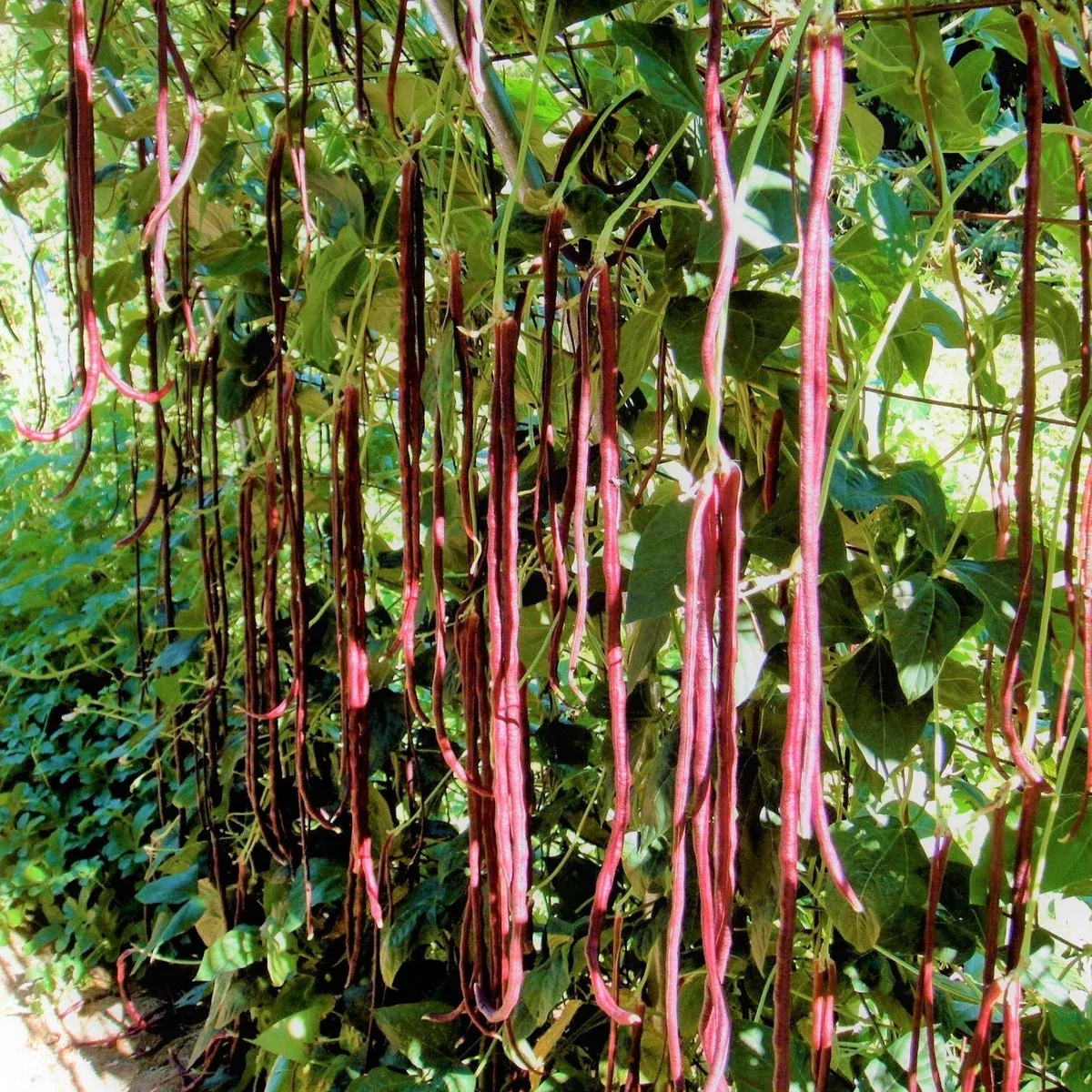 red-noodle-yard-long-bean Red Noodle Yard Long Bean