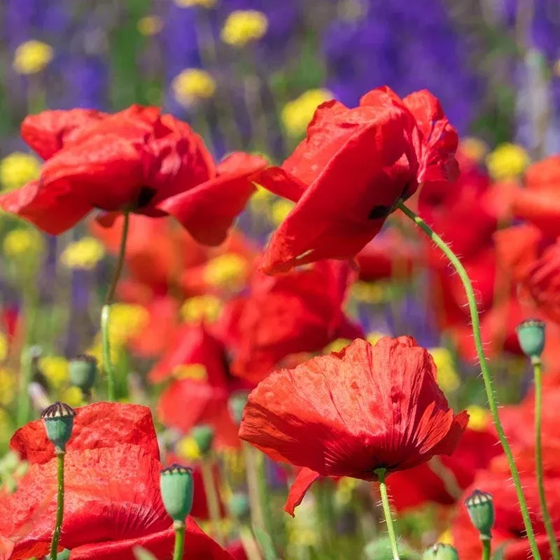 red-poppy-seeds Red Poppy Seeds