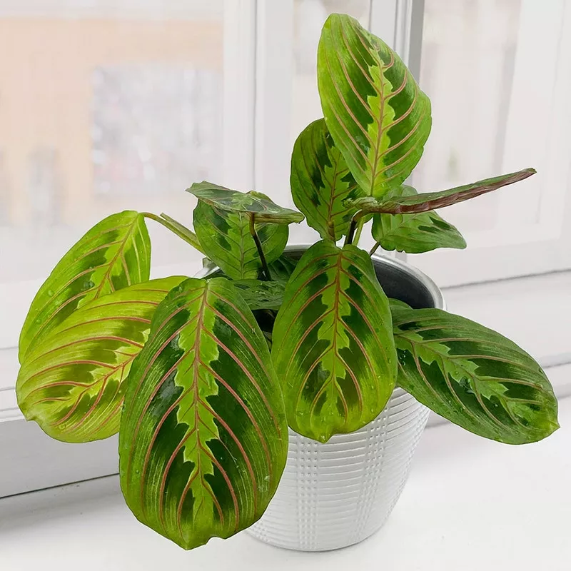 red-prayer-plant-maranta-leuconeura Red Prayer Plant (Maranta leuconeura)
