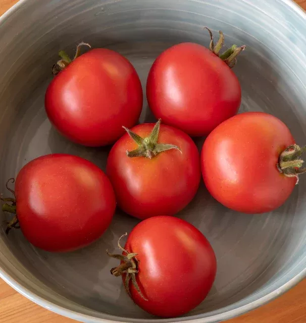 Red Racer Certified Organic Tomato