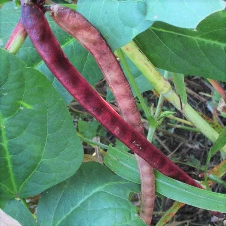 red-ripper-cowpea Red Ripper Cowpea