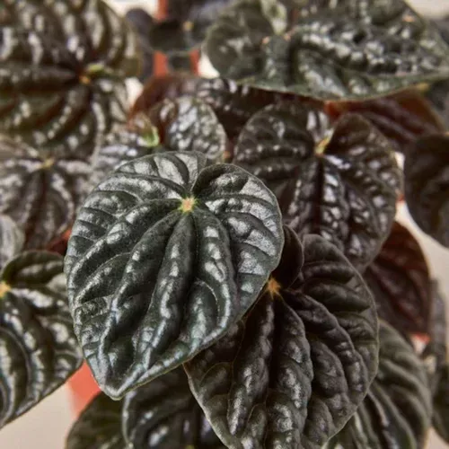 'Red Ripple' Peperomia