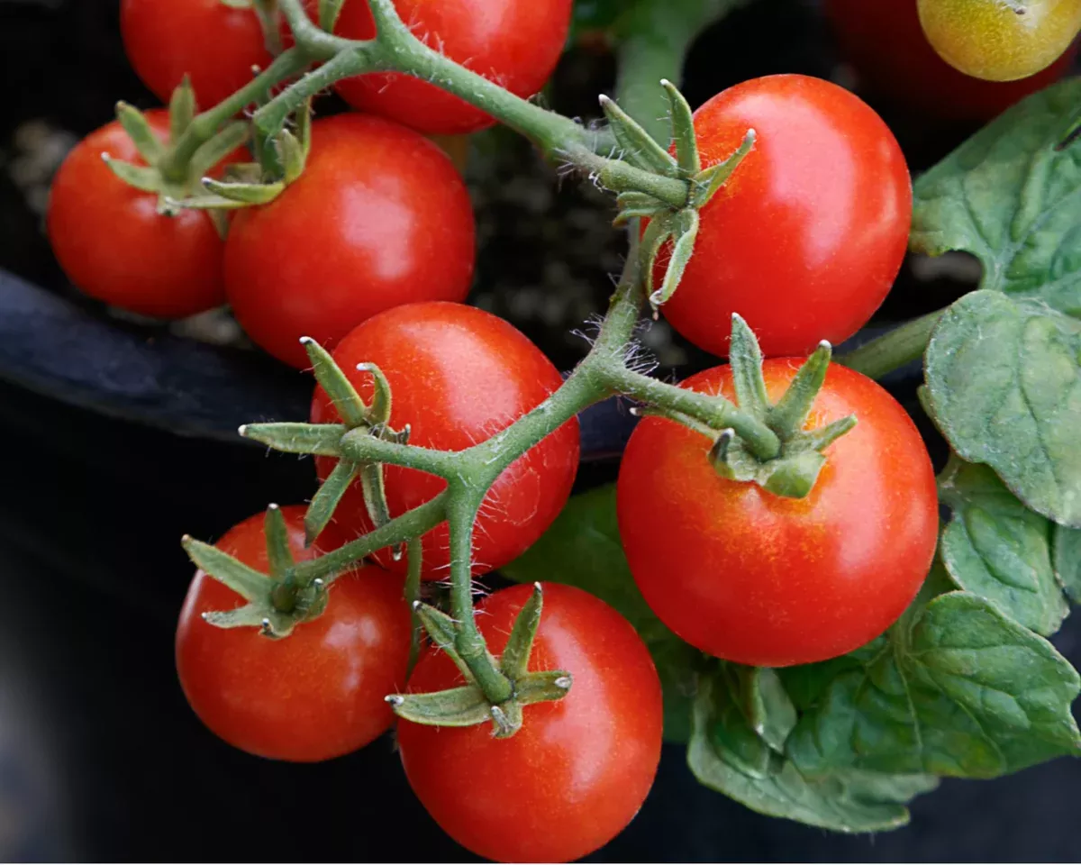 red-robin-tomato-seeds Red Robin Tomato Seeds