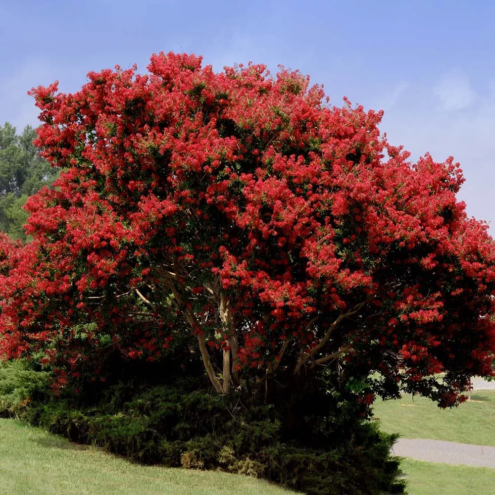 red-rocket-crape-myrtle-tree Red Rocket Crape Myrtle Tree