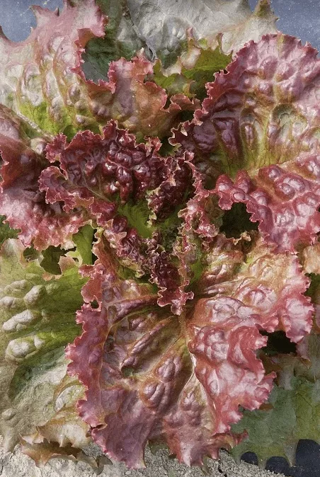 red-sail-lettuce Red Sail Lettuce