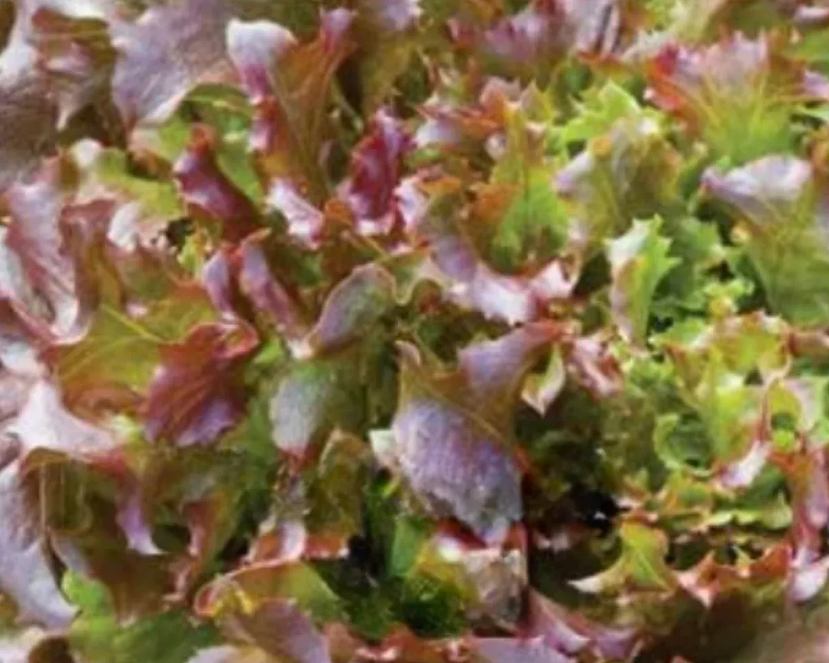 Red Salad Bowl Lettuce Seeds