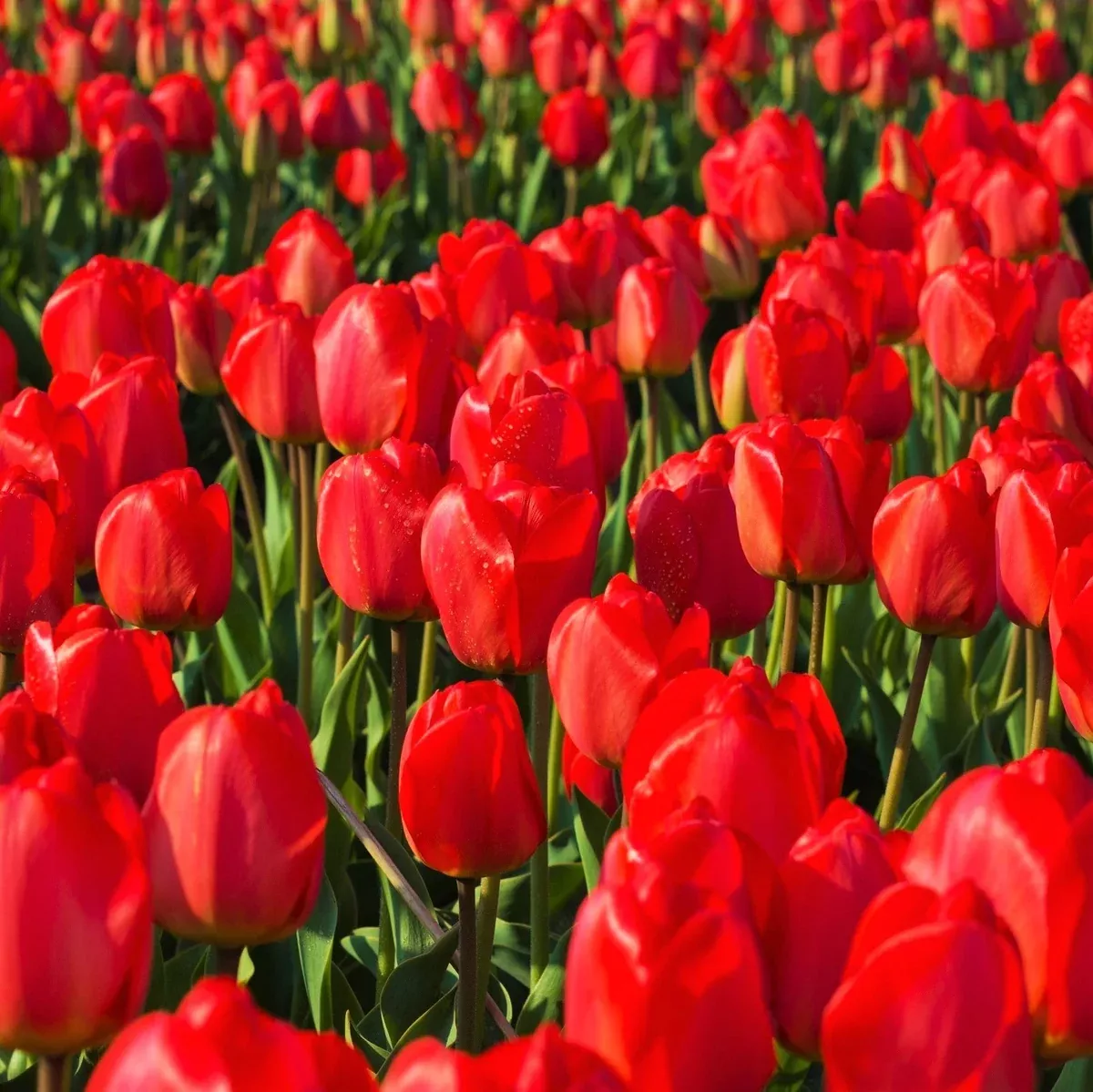Red Seadov Dutch Tulip Bulbs