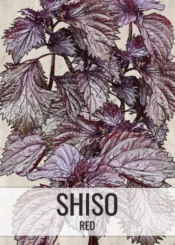 Red Shiso Seeds For Planting (Perilla frutescens)