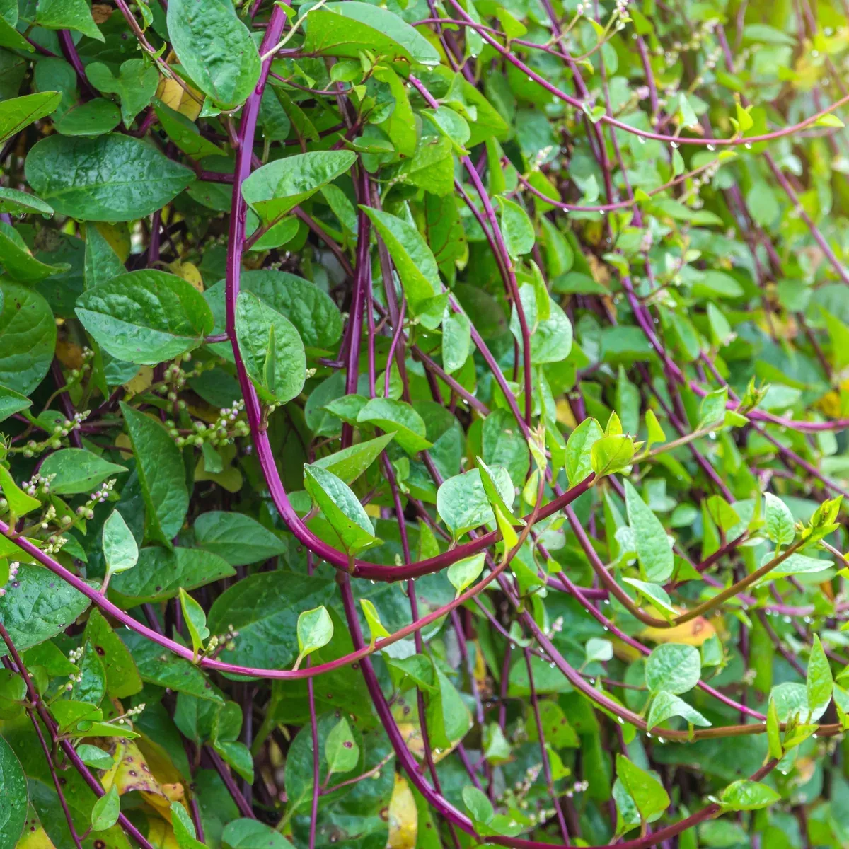 red-stem-malabar-spinach Red Stem Malabar Spinach