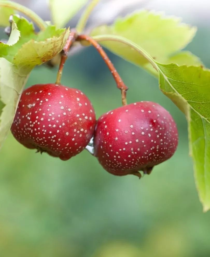 red-sun-chinese-hawthorn Red Sun Chinese Hawthorn