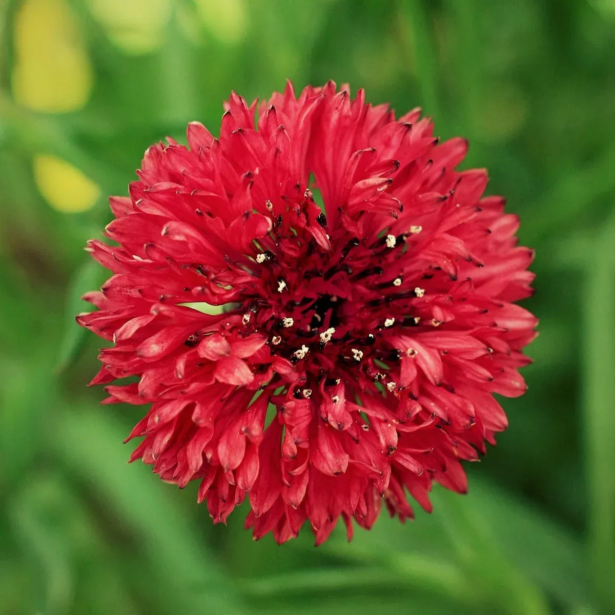 red-tall-bachelor-button Red Tall Bachelor Button