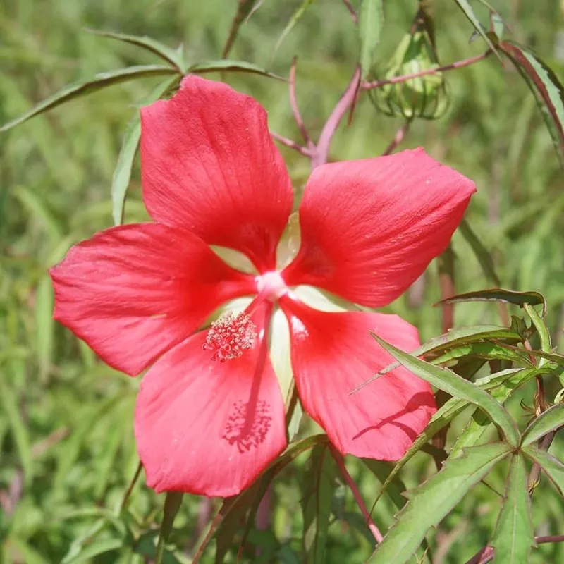 red-texas-star-hibiscus-flower-gorgeous-plants-flower-seeds-home-garden-planting Red Texas Star Hibiscus Flower Gorgeous Plants Flower Seeds Home Garden Planting, Exotic
