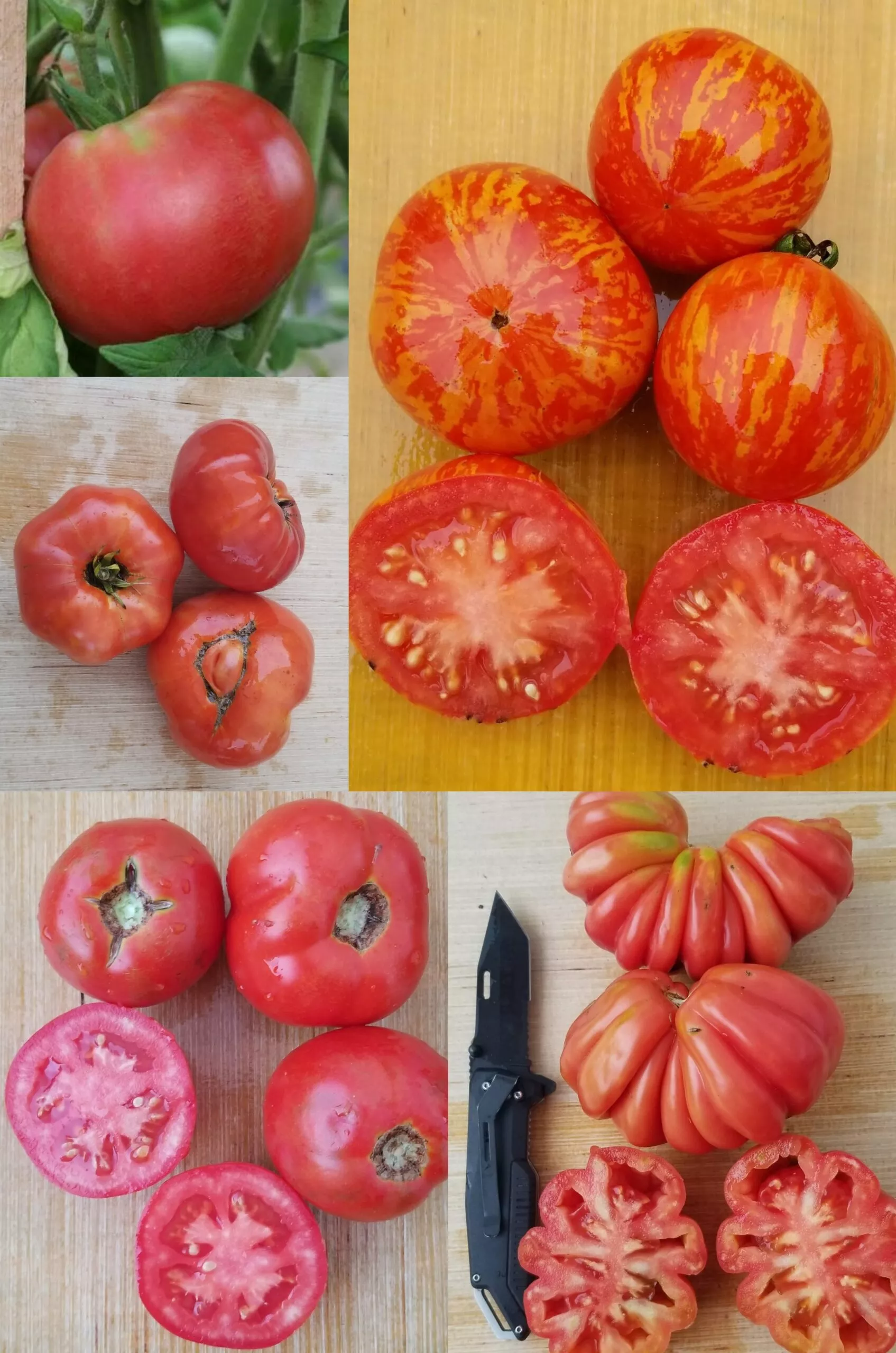Red Tomato Mix
