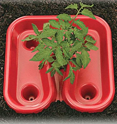 red-tomato-tray Red Tomato Tray