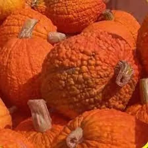 Red Warty Pumpkin