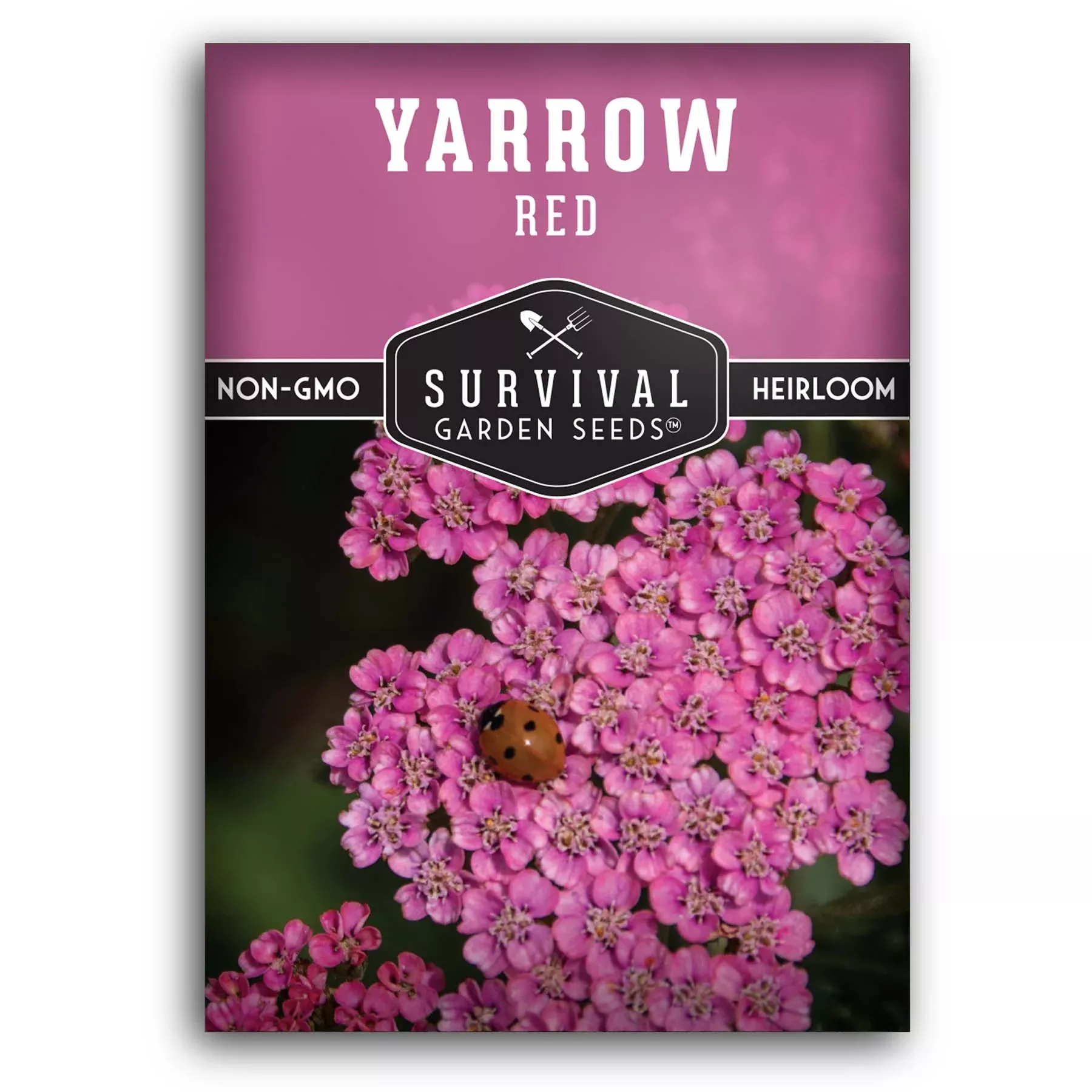 red-yarrow-seeds-achillea-millefolium-var-rubra-heirloom-perennial-with-reddish- Red Yarrow Seeds – Achillea millefolium var. rubra Heirloom Perennial with Reddish-Pink Blooms for Medicinal & Pollinator Gardens