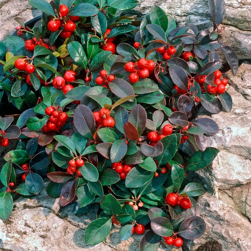 redwood-creeping-wintergreen Redwood Creeping Wintergreen