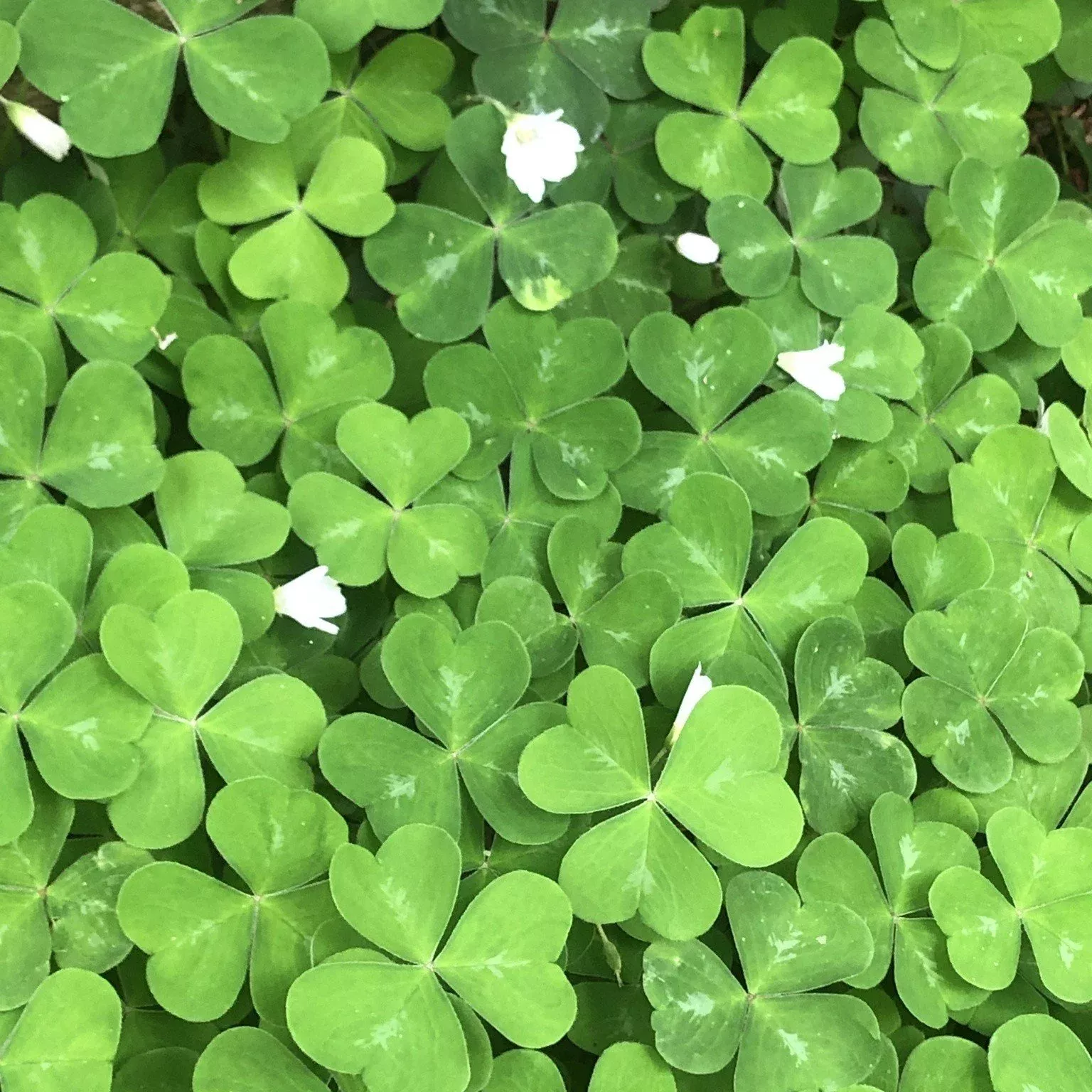 redwood-sorrel Redwood Sorrel
