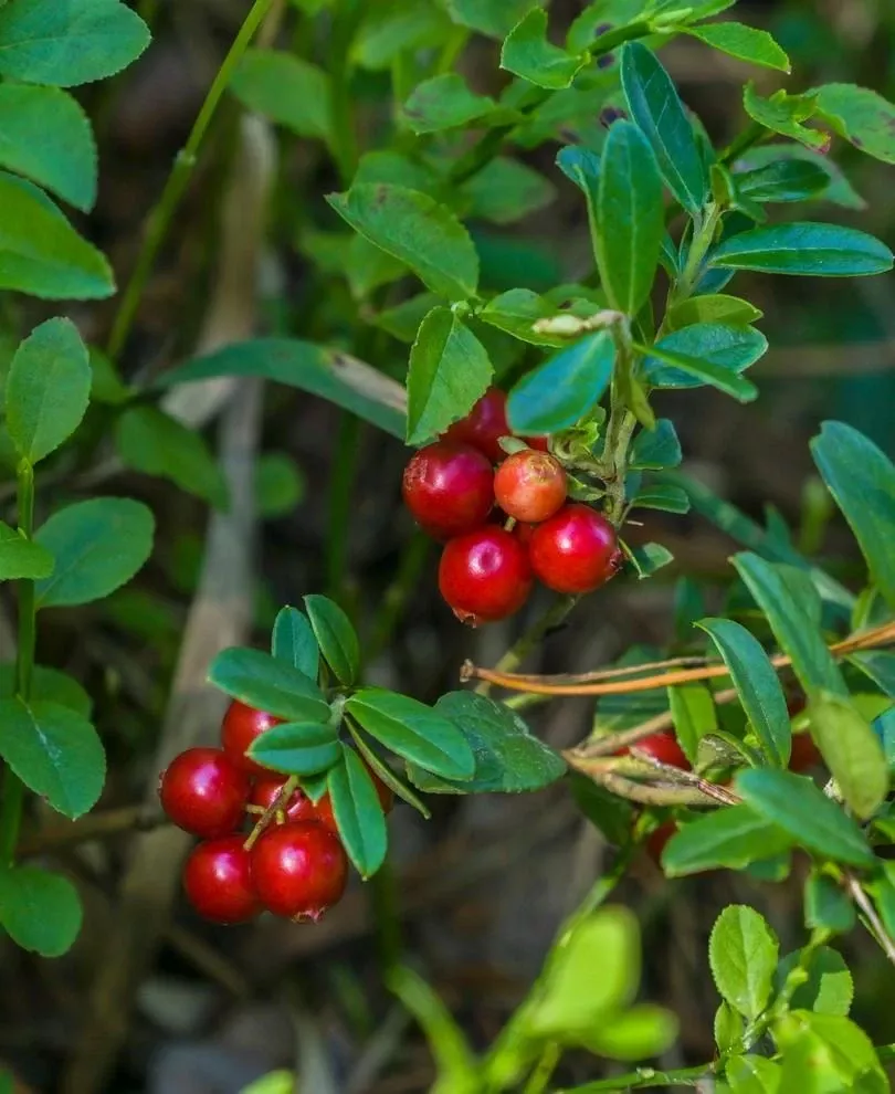 Regal Lingonberry