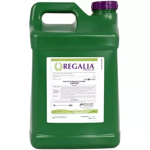 regalia Regalia