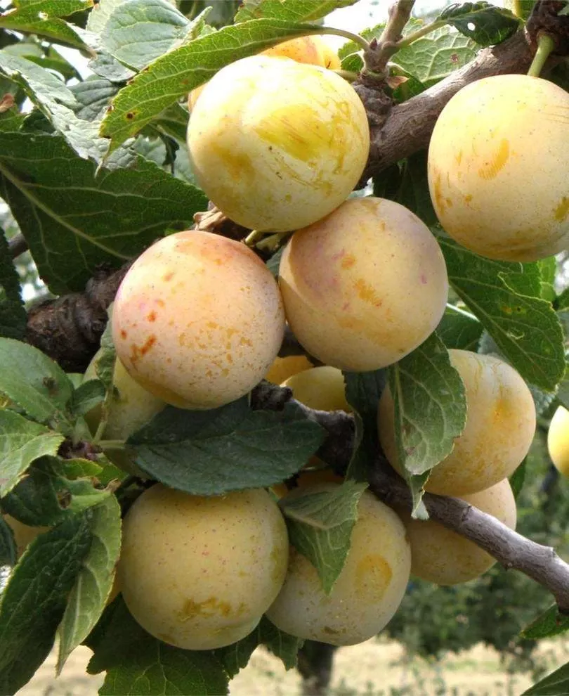 reine-de-mirabelle-european-plum Reine De Mirabelle European Plum