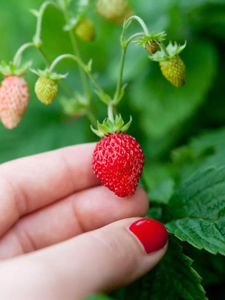 reine-des-vallees-alpine-strawberry Reine Des Vallees Alpine Strawberry