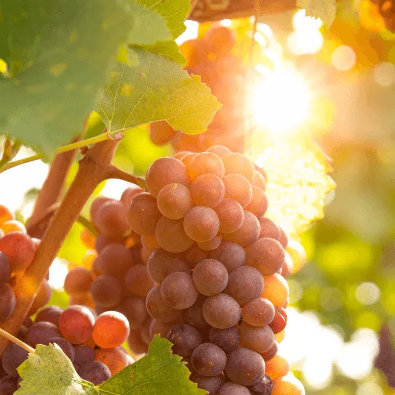 reliance-seedless-table-grape-vine Reliance Seedless Table Grape Vine