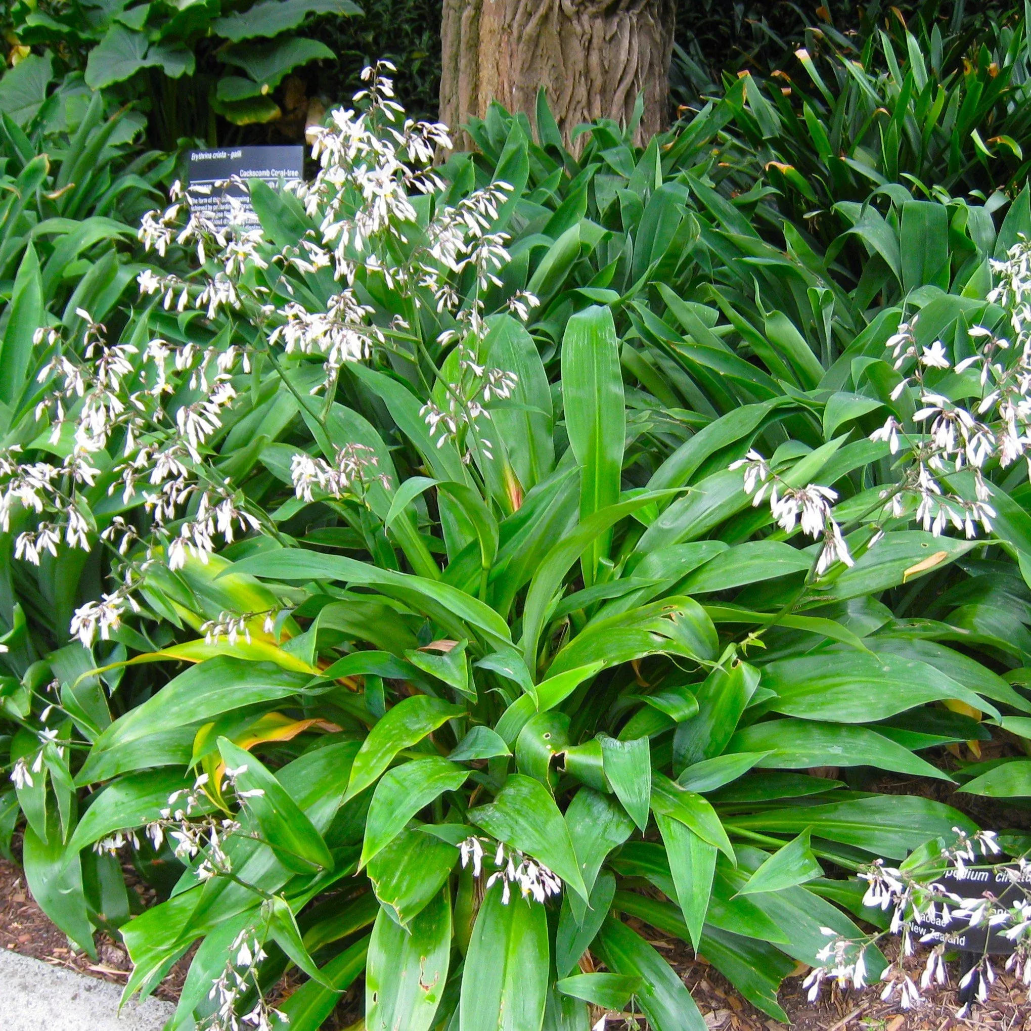 renga-lily Renga Lily