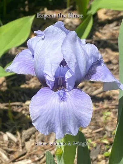REPEAT THE BLUES - 2016 SDB - Reblooming & Fragrant