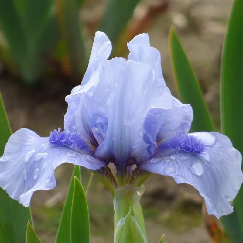 repeat-blues-reblooming-dwarf-bearded-iris Repeat the Blues Reblooming Dwarf Bearded Iris