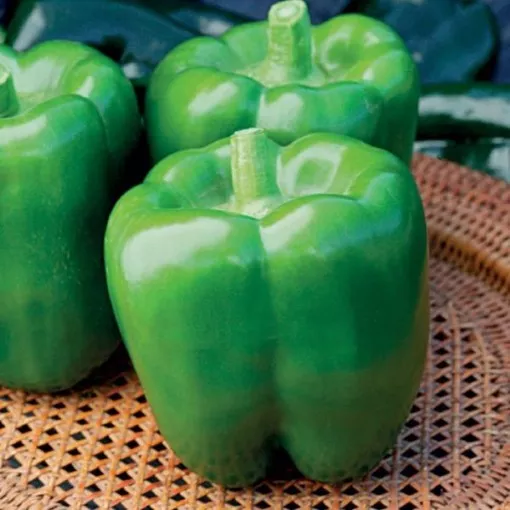 revolution-pl-pepper-seeds Revolution PL Pepper Seeds