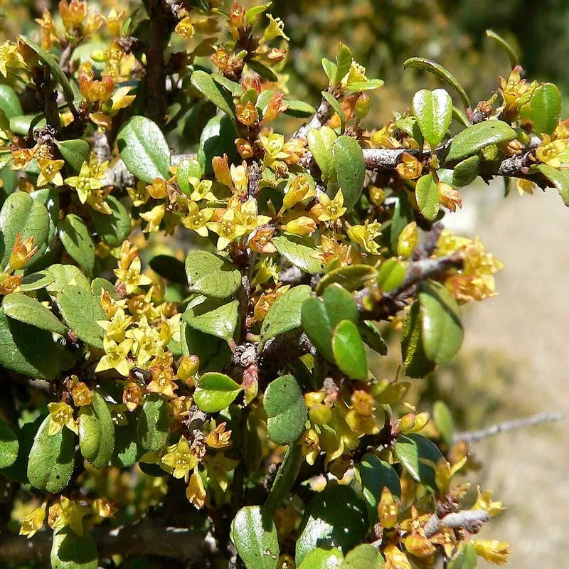 rhamnus-crocea Rhamnus crocea