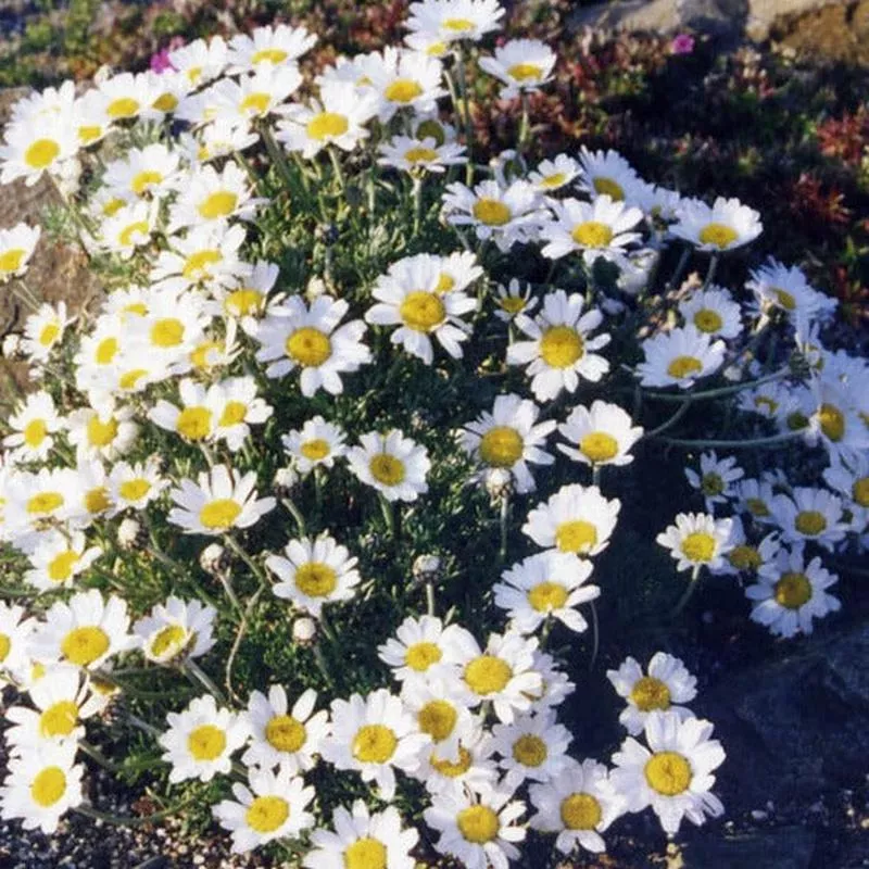 Rhodanthemum (Chrysanthemum) hosmariense