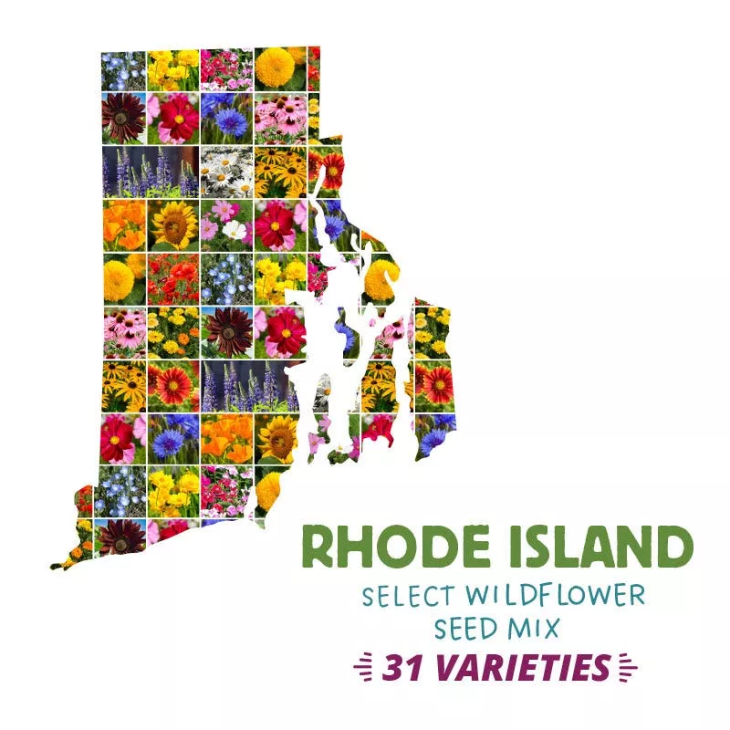 rhode-island-select-wildflower-seed-mix Rhode Island Select Wildflower Seed Mix