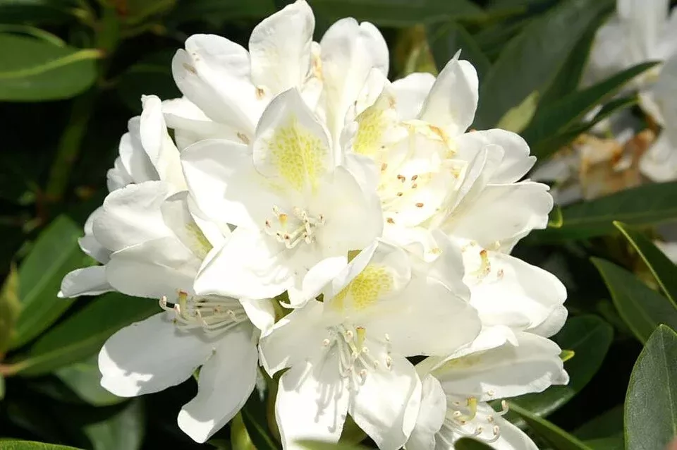 rhododendron-chionoides Rhododendron Chionoides