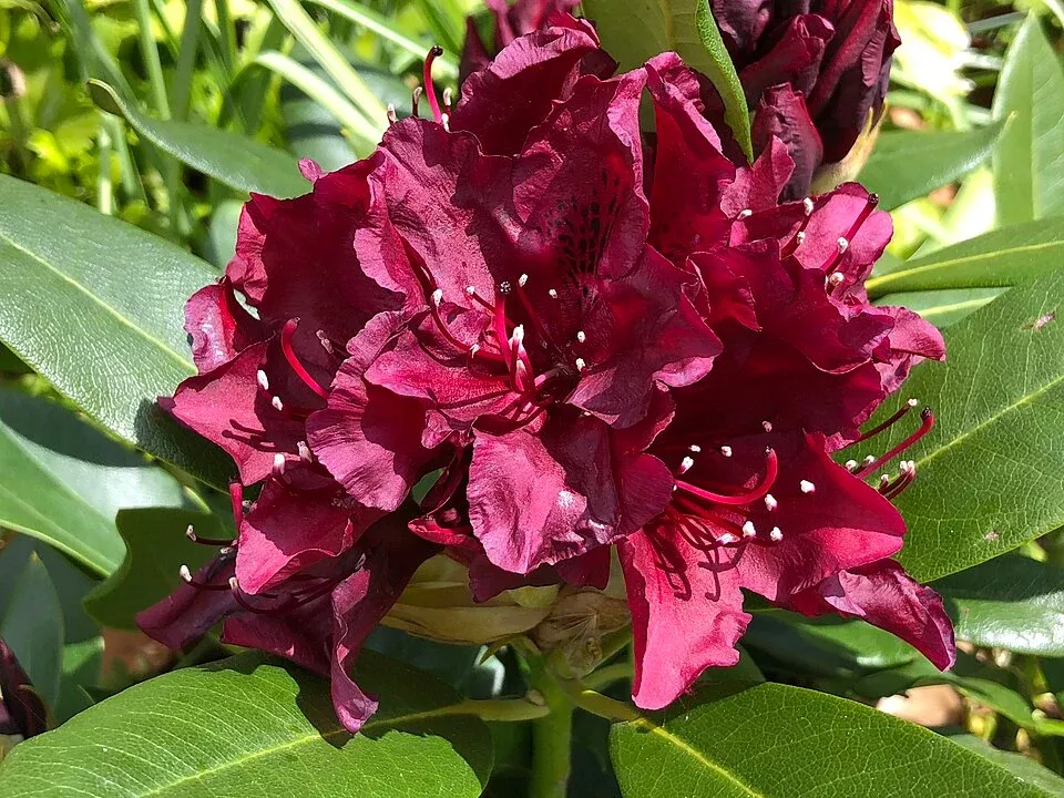 rhododendron-dark-lord Rhododendron Dark Lord