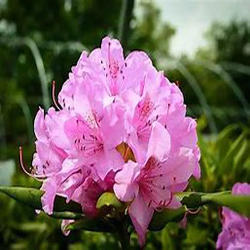 rhododendron-english-roseum Rhododendron English Roseum