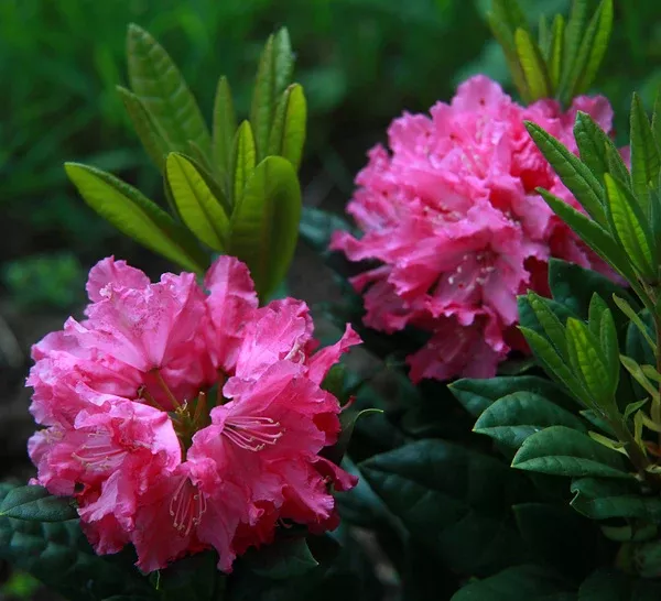 rhododendron-haaga Rhododendron Haaga