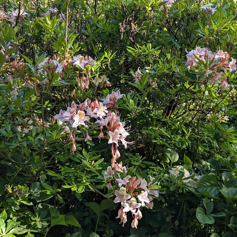 rhododendron-occidentale Rhododendron occidentale